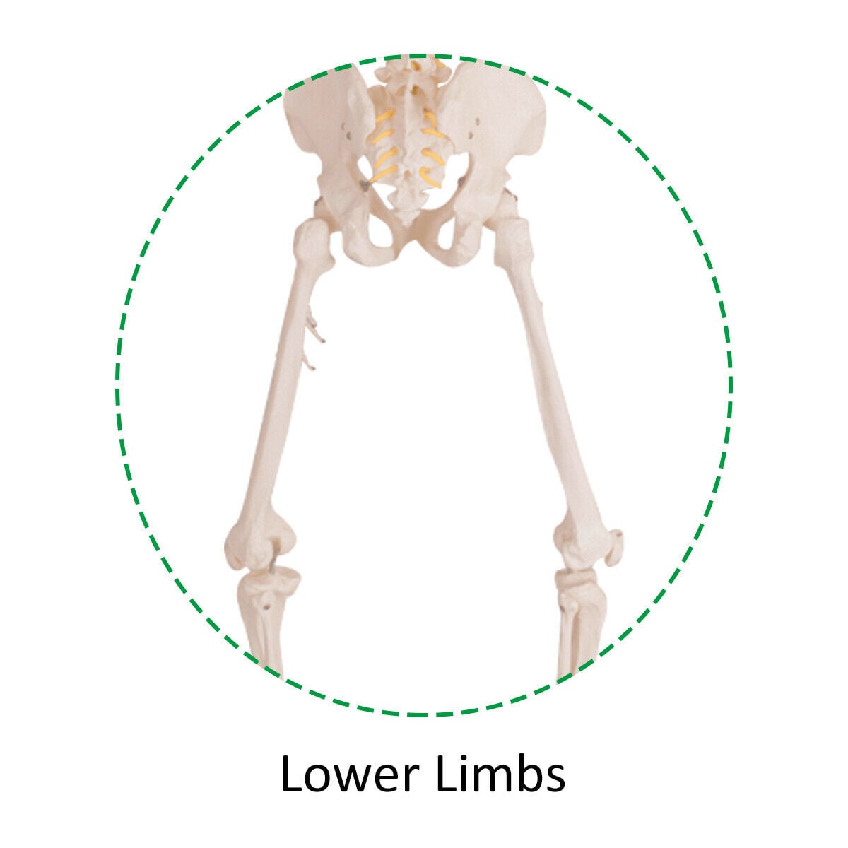 180cm Life Size Human Skeleton Model with Rolling Stand
