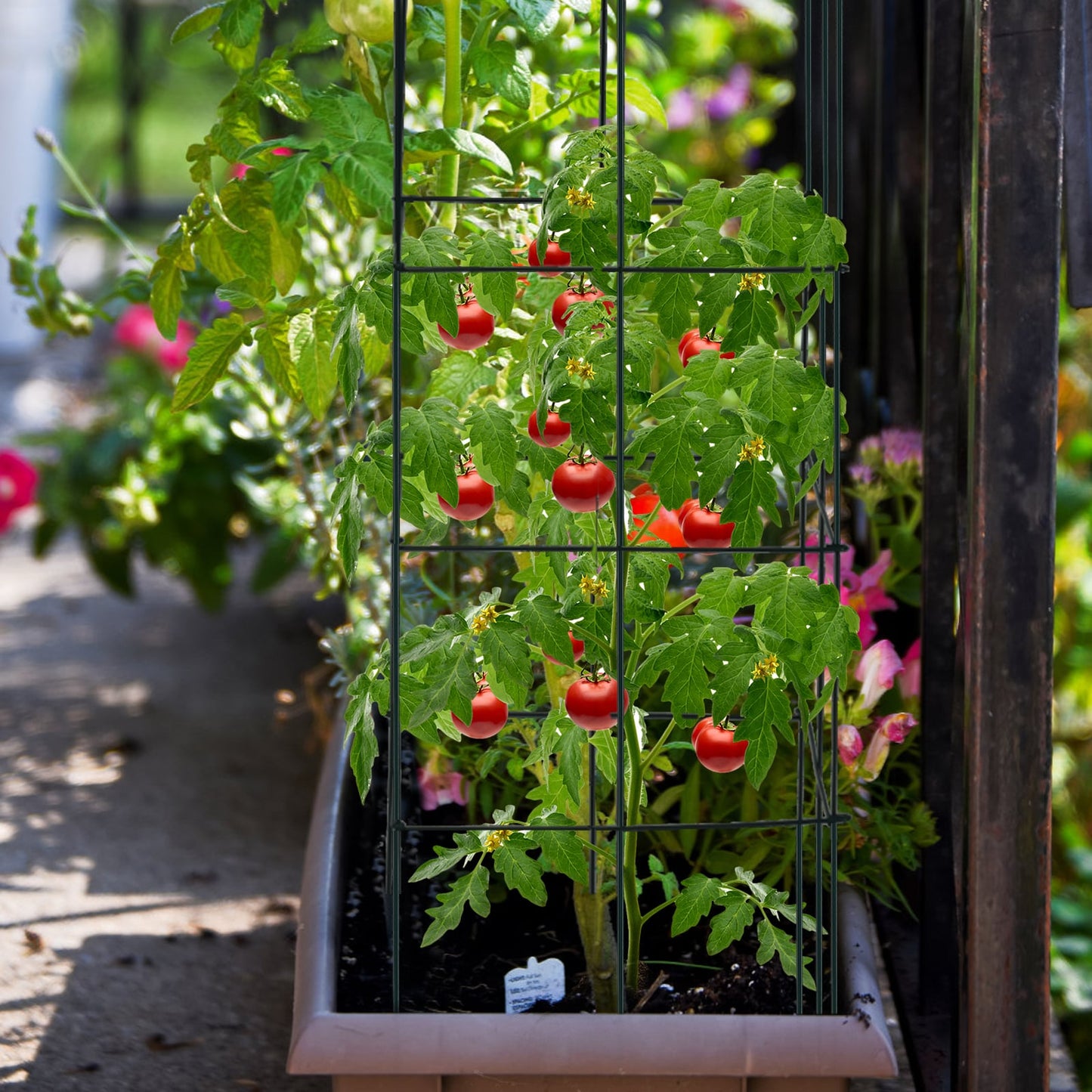 4 Pack Tomato Cage Assembled Plant Support Stakes for Vertical Climbing Plants