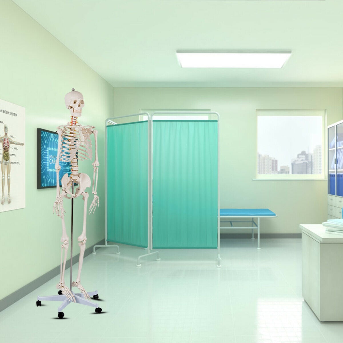 180cm Life Size Human Skeleton Model with Rolling Stand
