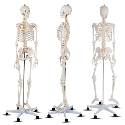 180cm Life Size Human Skeleton Model with Rolling Stand