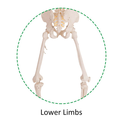 180cm Life Size Human Skeleton Model with Rolling Stand